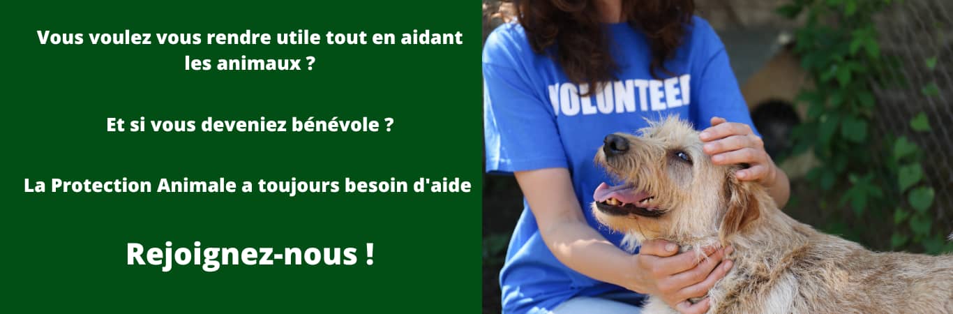 Association Animaux Vraie bannière bénévolat
