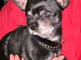 Association Animaux Vraie chihuahua mâle à adopter