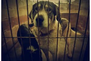 Association Animaux Vraie élevage clandestin chiens enfermés pièce sombre
