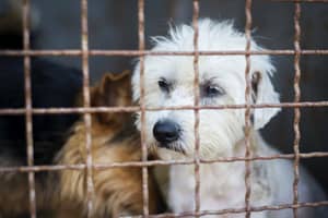 Association Animaux Vraie lutte contre la maltraitance chiens en cage