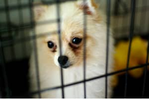 Association Animaux Vraie chihuahua malheureux en cage