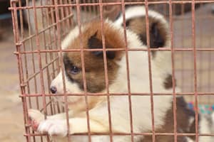 Association Animaux Vraie chiots en cage à sauver