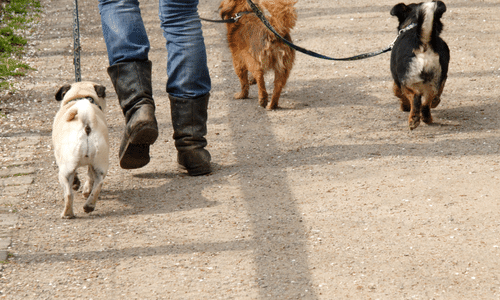 Association Animaux Vraie trois chiens partant en balade